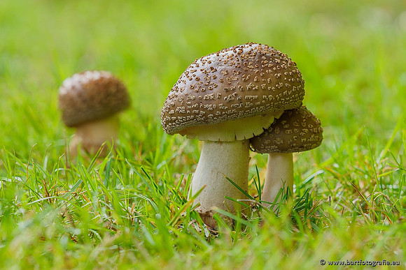 Paddenstoelen 2019, Bart Fotografie-045