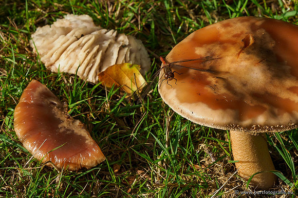 Paddenstoelen 2019, Bart Fotografie-047