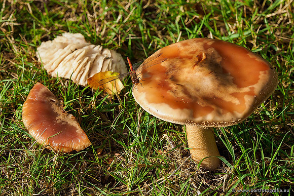 Paddenstoelen 2019, Bart Fotografie-046