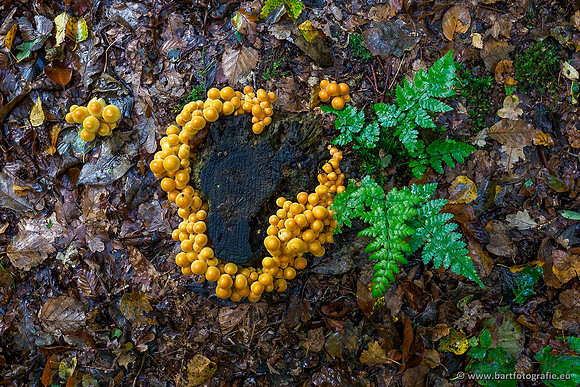Paddenstoelen 2019, Bart Fotografie-048