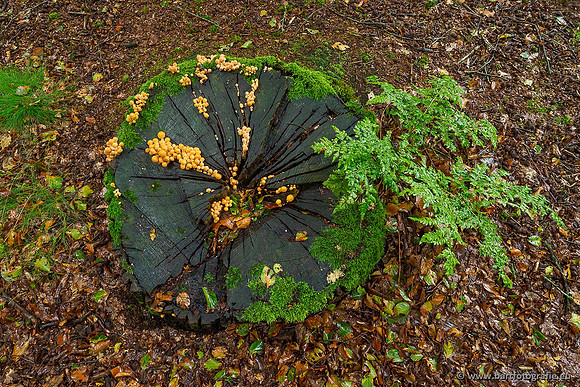 Paddenstoelen 2019, Bart Fotografie-049