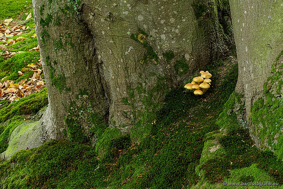 Paddenstoelen 2019, Bart Fotografie-050