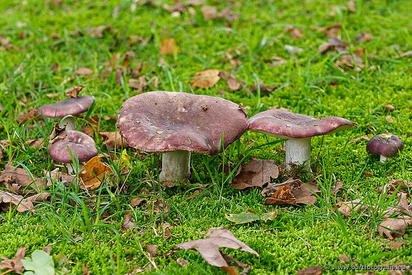 Paddenstoelen 2019, Bart Fotografie-053