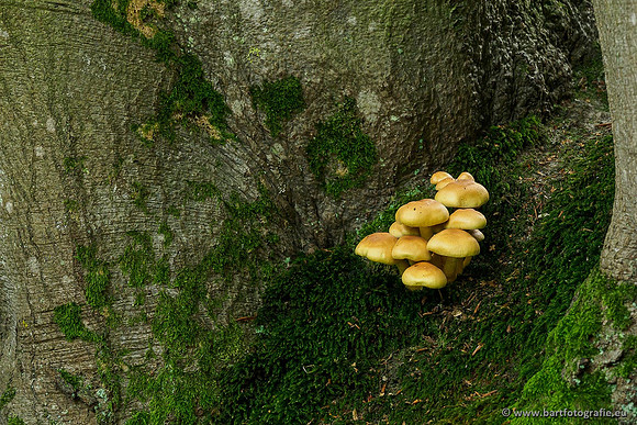 Paddenstoelen 2019, Bart Fotografie-051