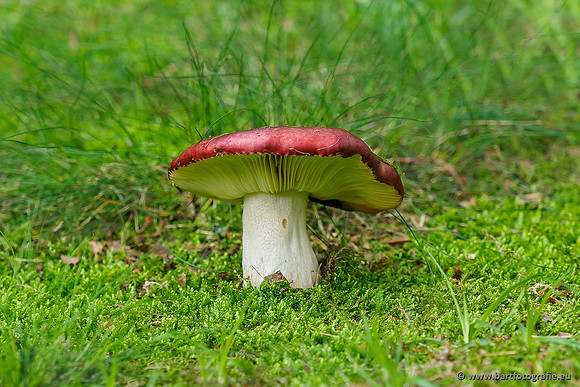 Paddenstoelen 2019, Bart Fotografie-054