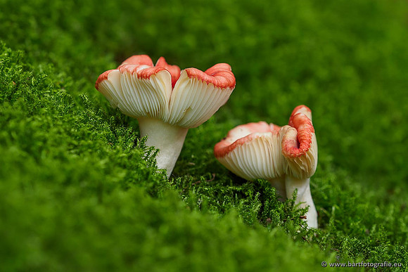 Paddenstoelen 2019, Bart Fotografie-055