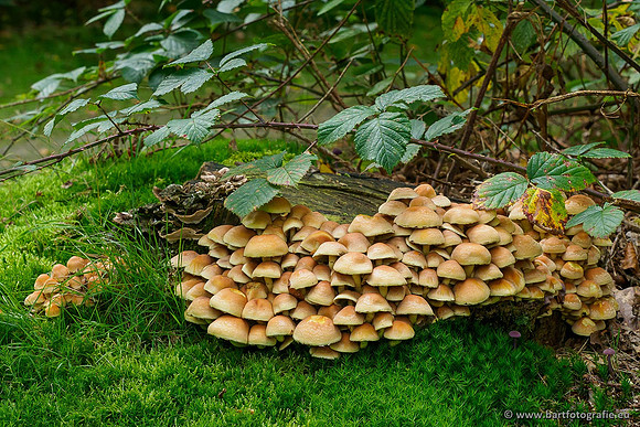 Paddenstoelen 2019, Bart Fotografie-052