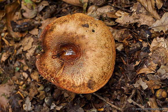 Paddenstoelen 2019, Bart Fotografie-056
