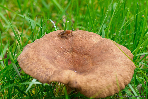 Paddenstoelen 2019, Bart Fotografie-057
