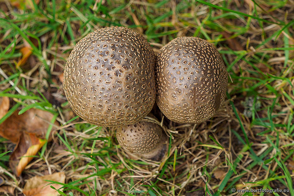 Paddenstoelen 2019, Bart Fotografie-059