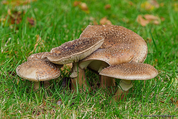 Paddenstoelen 2019, Bart Fotografie-058