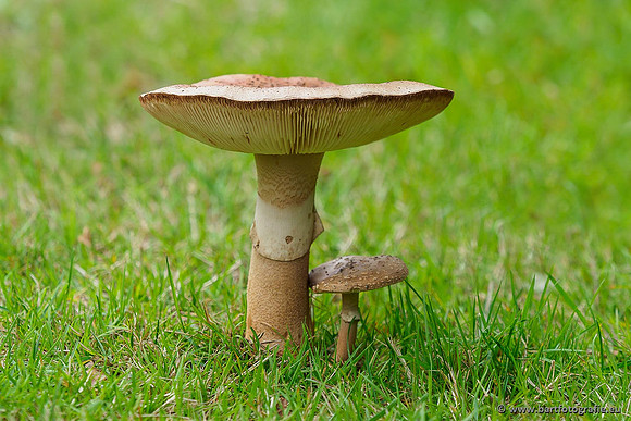 Paddenstoelen 2019, Bart Fotografie-060