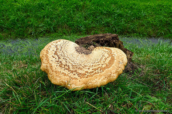Paddenstoelen 2019, Bart Fotografie-061