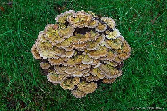 Paddenstoelen 2019, Bart Fotografie-062