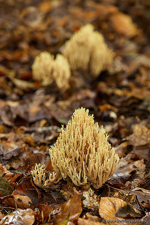 Paddenstoelen 2019, Bart Fotografie-066