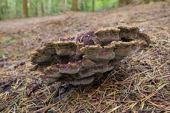 Paddenstoelen 2019, Bart Fotografie-064