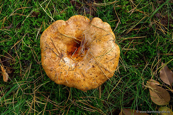 Paddenstoelen 2019, Bart Fotografie-063
