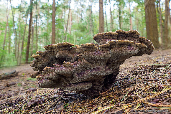 Paddenstoelen 2019, Bart Fotografie-065