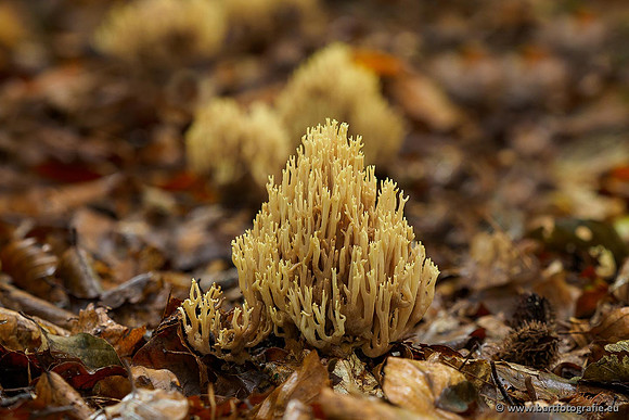 Paddenstoelen 2019, Bart Fotografie-067