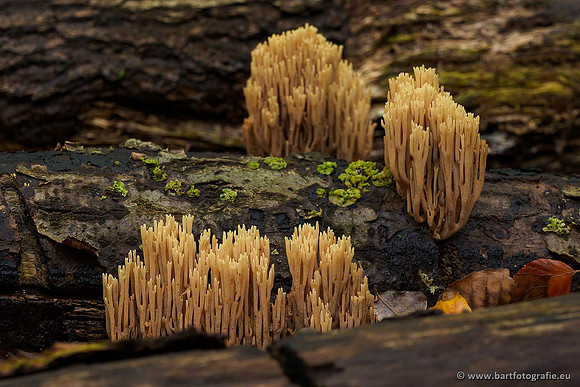 Paddenstoelen 2019, Bart Fotografie-068