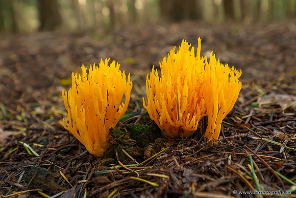 Paddenstoelen 2019, Bart Fotografie-070
