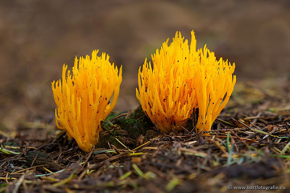 Paddenstoelen 2019, Bart Fotografie-071