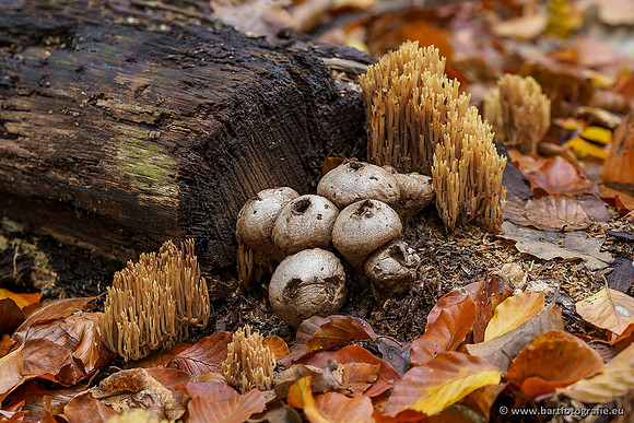 Paddenstoelen 2019, Bart Fotografie-069