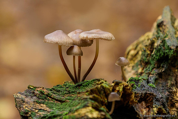 Paddenstoelen 2019, Bart Fotografie-073