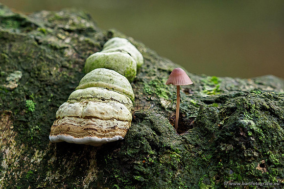 Paddenstoelen 2019, Bart Fotografie-075
