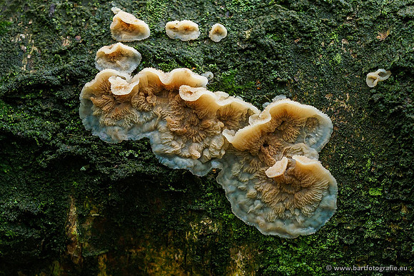 Paddenstoelen 2019, Bart Fotografie-074