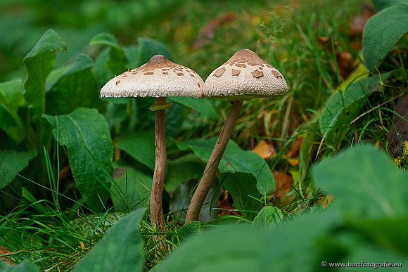 Paddenstoelen 2019, Bart Fotografie-076