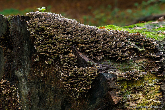 Paddenstoelen 2019, Bart Fotografie-077