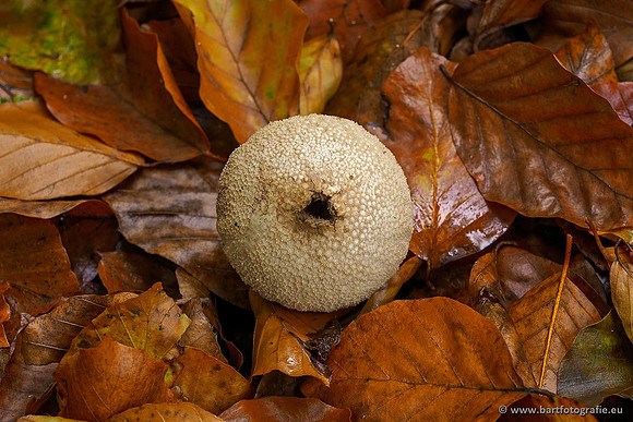 Paddenstoelen 2019, Bart Fotografie-078
