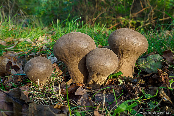 Paddenstoelen 2019, Bart Fotografie-079