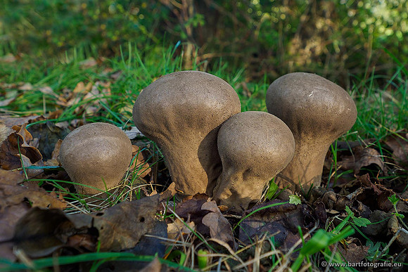 Paddenstoelen 2019, Bart Fotografie-081
