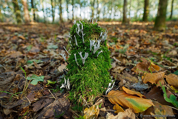 Paddenstoelen 2019, Bart Fotografie-082