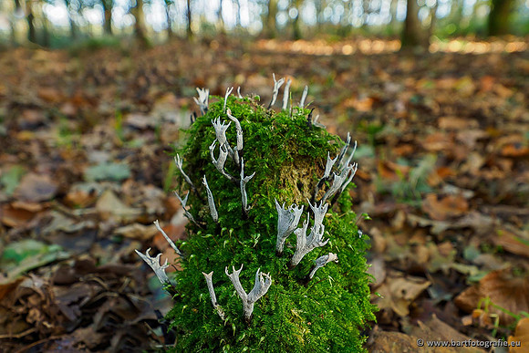 Paddenstoelen 2019, Bart Fotografie-084