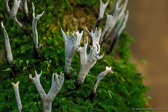 Paddenstoelen 2019, Bart Fotografie-085