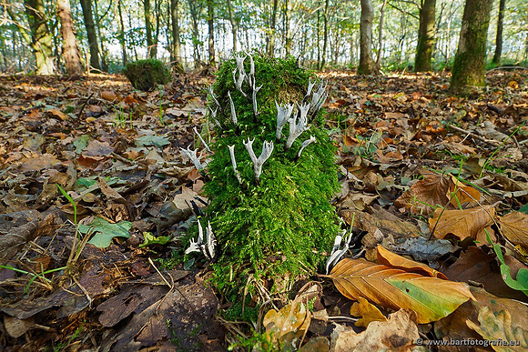 Paddenstoelen 2019, Bart Fotografie-083