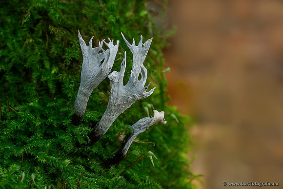 Paddenstoelen 2019, Bart Fotografie-086