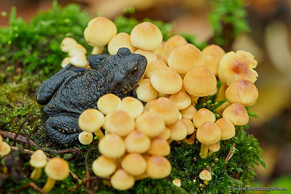 Paddenstoelen 2019, Bart Fotografie-087