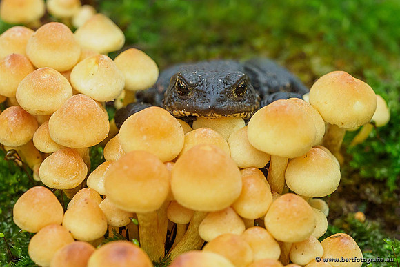 Paddenstoelen 2019, Bart Fotografie-088