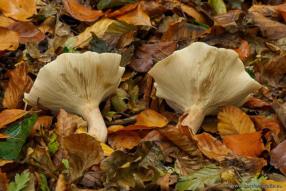 Paddenstoelen 2019, Bart Fotografie-089