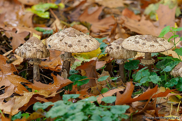 Paddenstoelen 2019, Bart Fotografie-091
