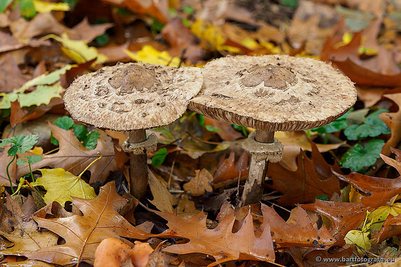 Paddenstoelen 2019, Bart Fotografie-093
