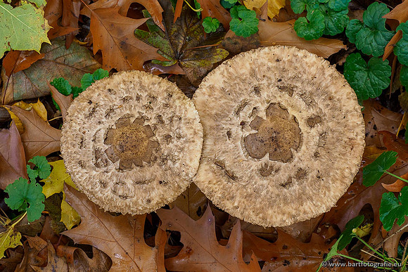 Paddenstoelen 2019, Bart Fotografie-092