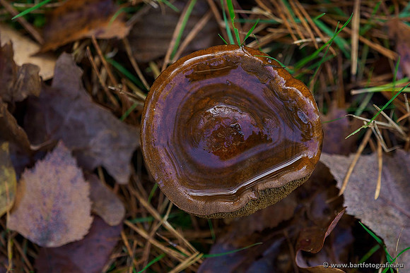 Paddenstoelen 2019, Bart Fotografie-094