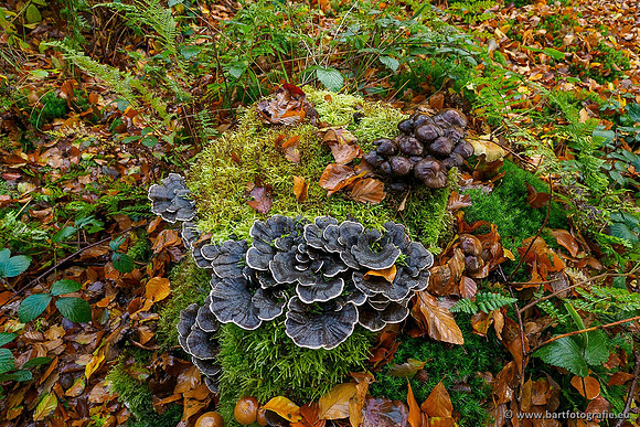 Paddenstoelen 2019, Bart Fotografie-090