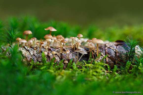 Paddenstoelen 2019, Bart Fotografie-095