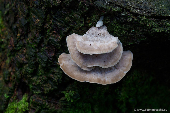 Paddenstoelen 2019, Bart Fotografie-096